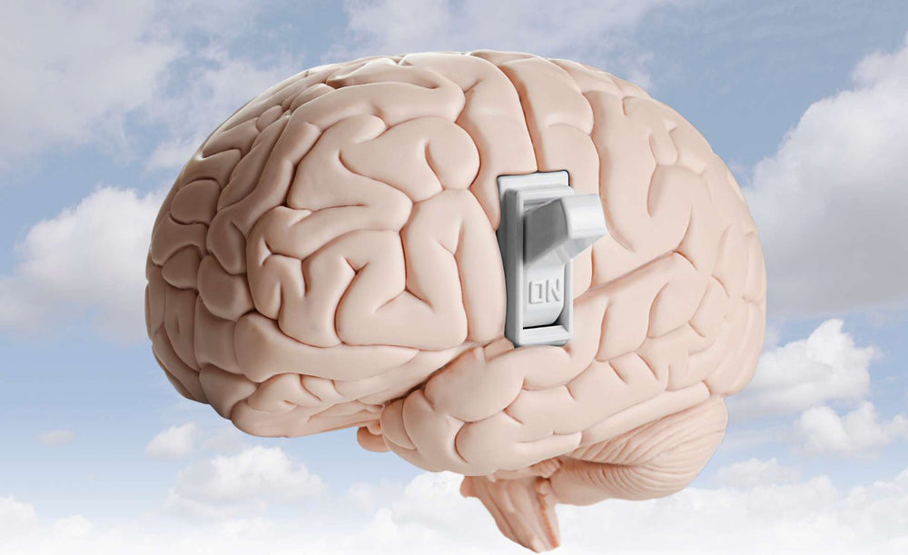 The Science Behind Lion’s Mane: How This Mushroom Boosts Brain Health