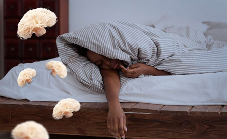 Lion’s Mane and Sleep Quality