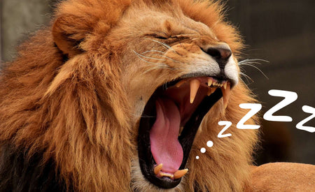 Combating Fatigue with Lion’s Mane